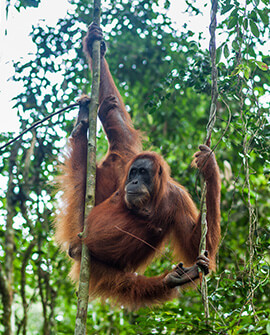 No Palm Oil