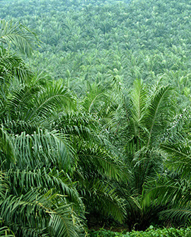 Palm oil