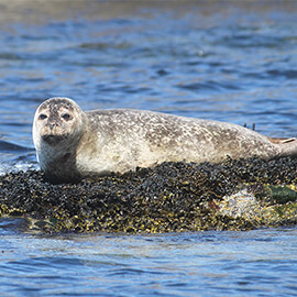 Greetings Card Common Seal