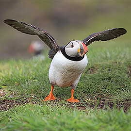 Greetings Card Puffin Flying