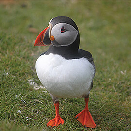 Greetings Card Puffin 