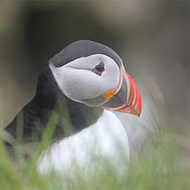 Greetings Card Puffin