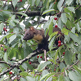 Greetings Card Pine Marten in Cherry Tree