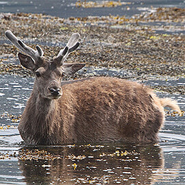 Greetings Card Red Deer Swimming