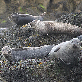 Greetings Card Common Seals